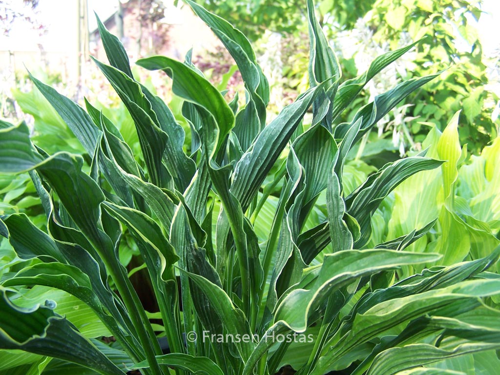 Hosta ‚Praying Hands‘
