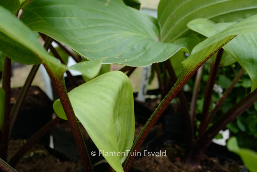 Hosta ‚Purple Heart‘