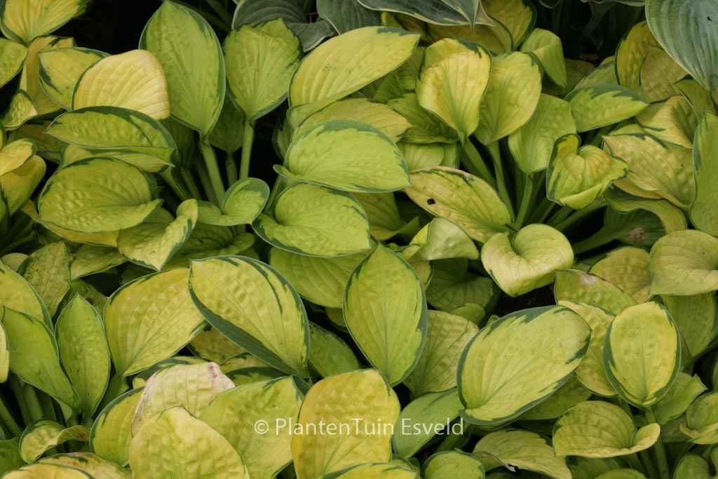 Hosta ‚Rainforest Sunrise‘