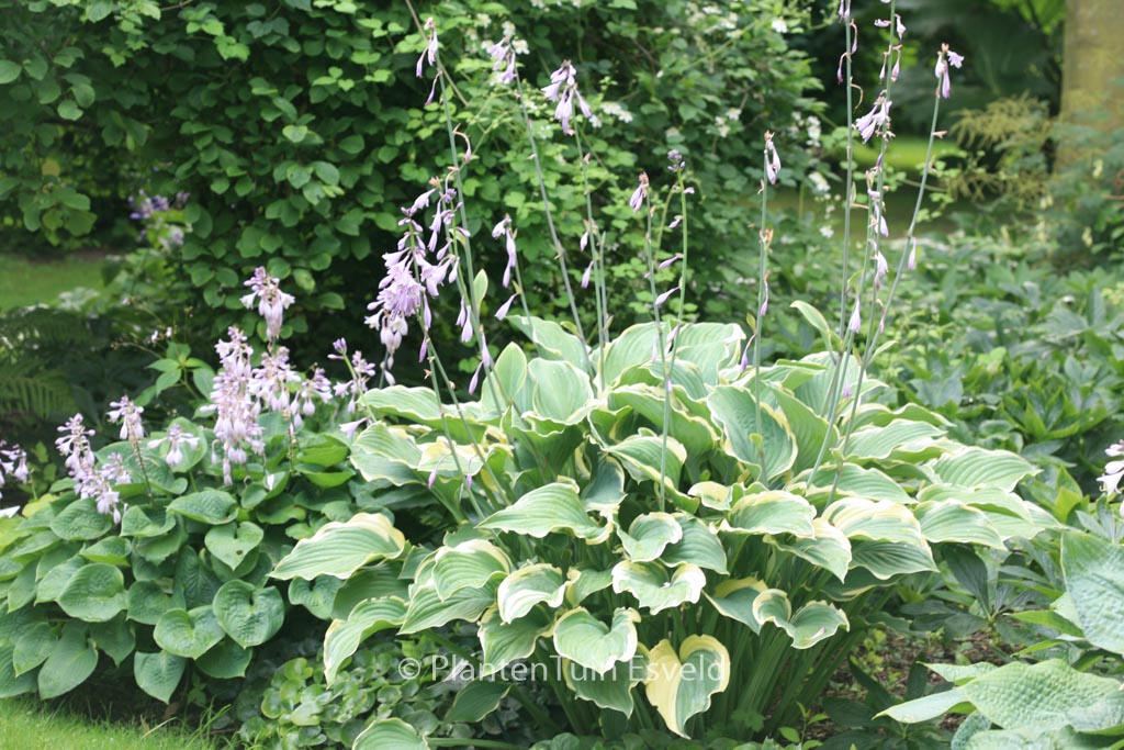 Hosta ‚Regal Splendor‘