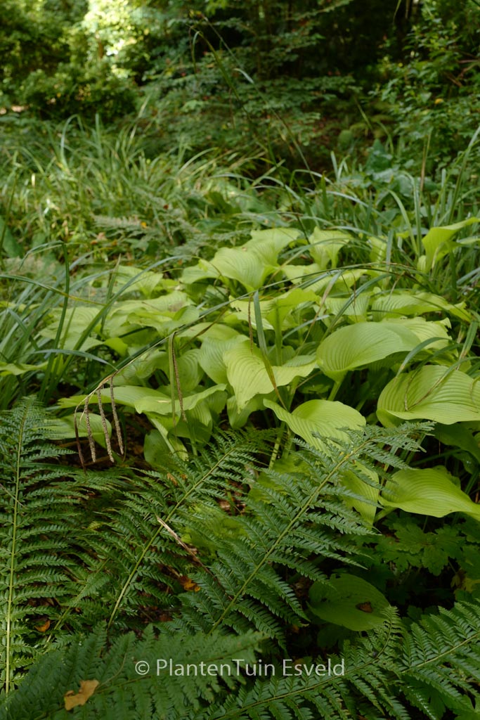 Hosta ‚Royal Standard‘