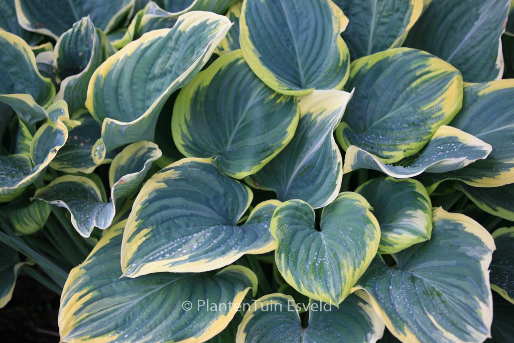 Hosta ‚Sagae‘