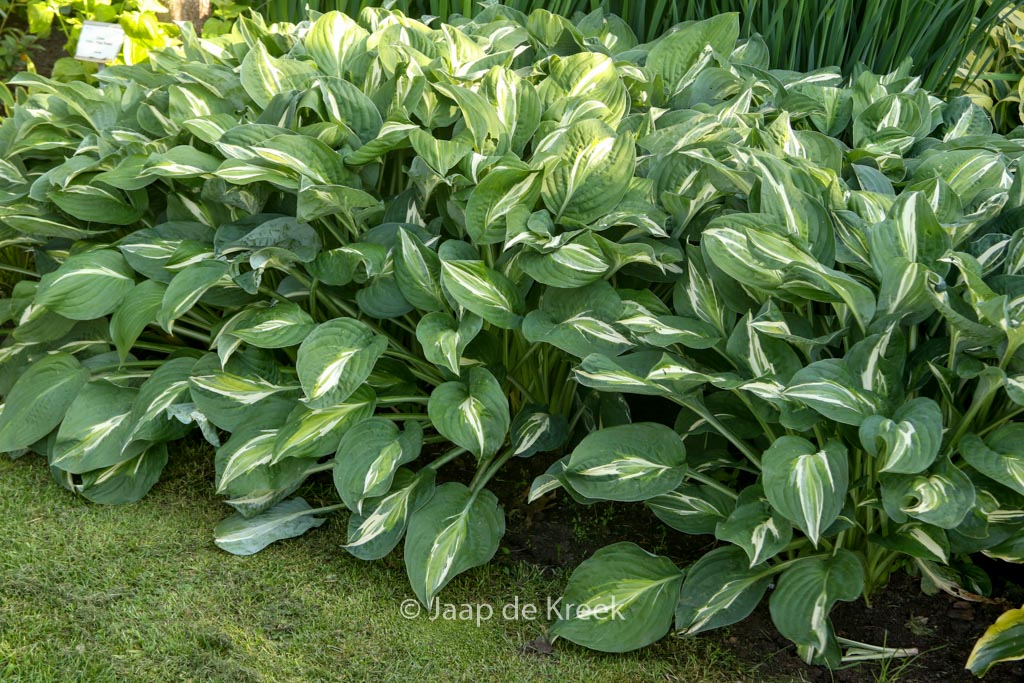 Hosta ‚Snake Eyes‘
