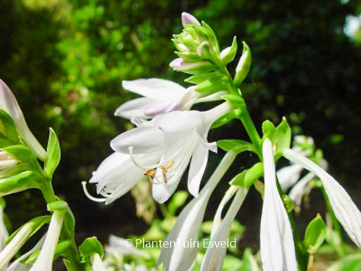 Hosta ‚So Sweet‘