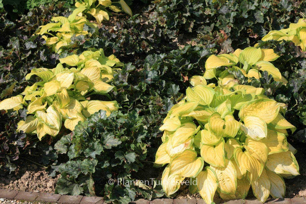 Hosta ‚Stained Glass‘