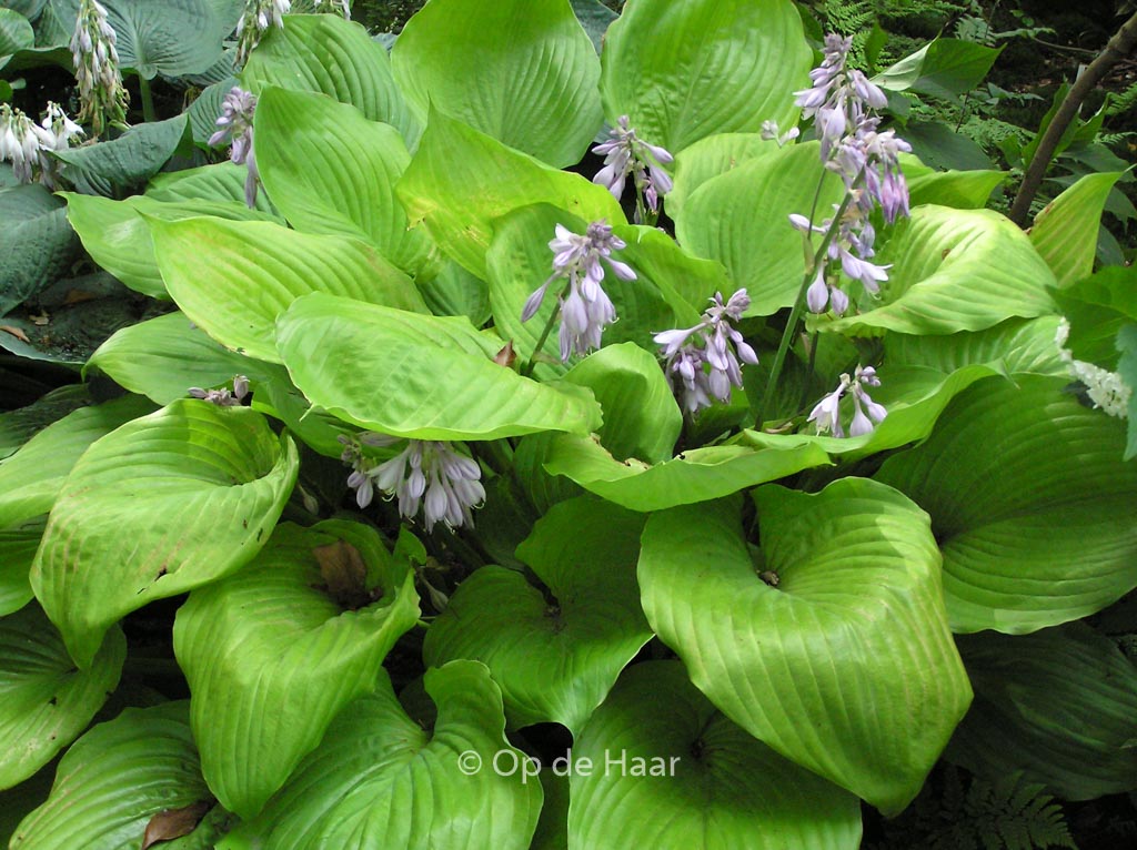 Hosta ‚Sum and Substance‘