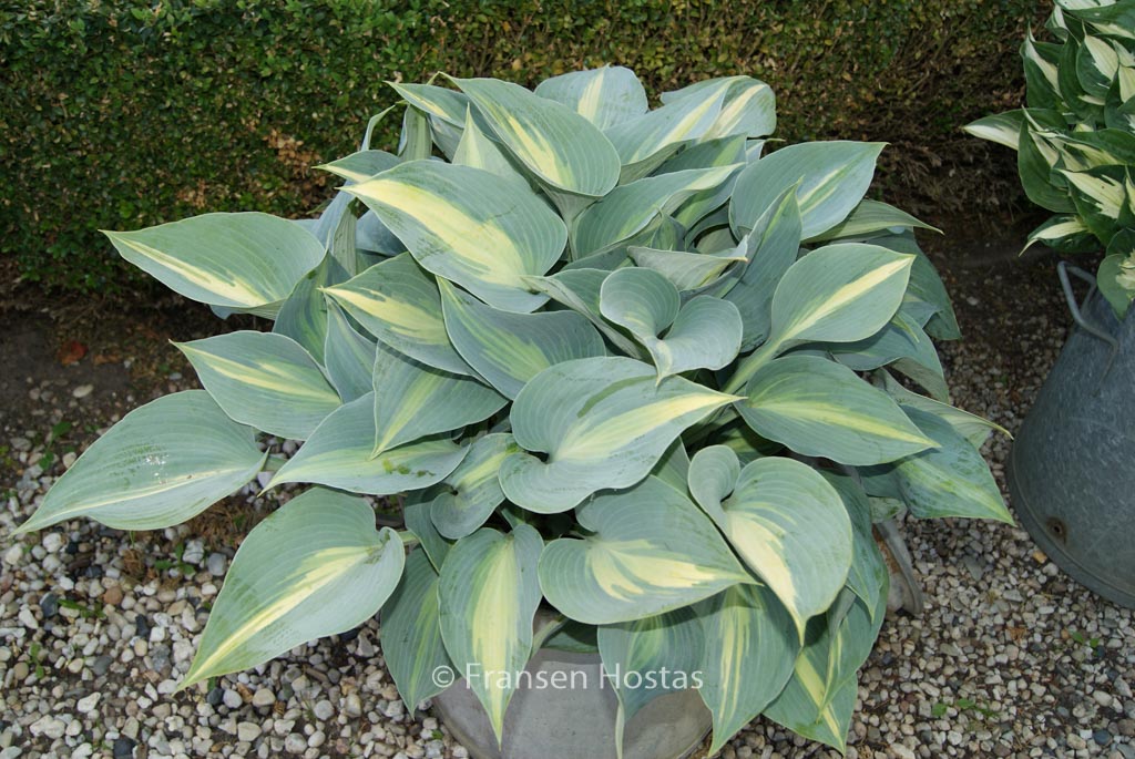 Hosta ‚Touch of Class‘