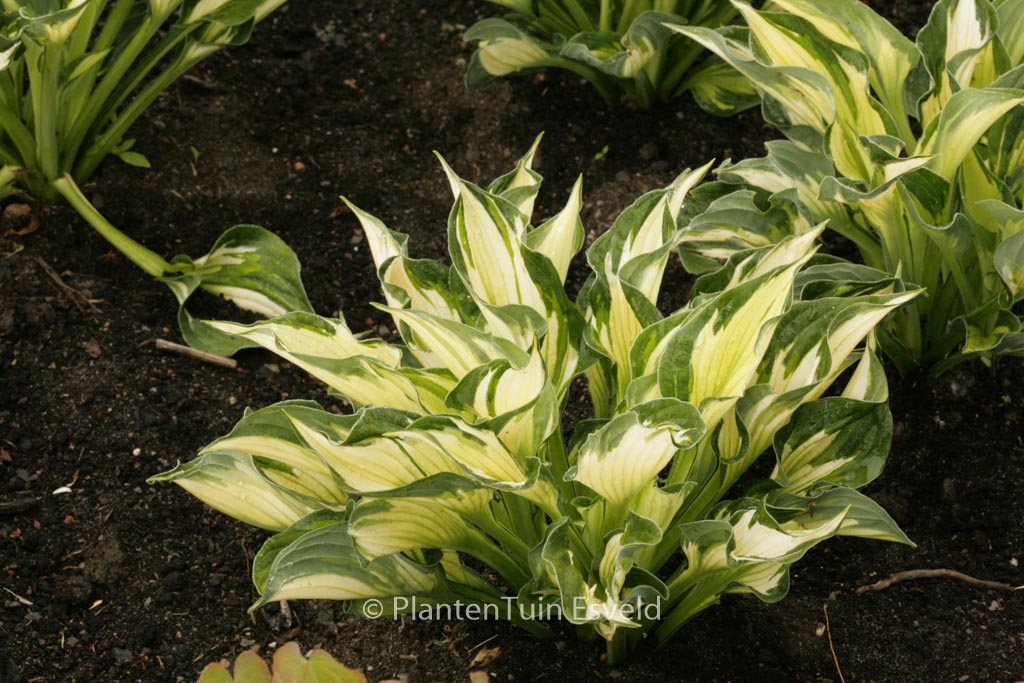 Hosta ‚Whirlwind‘