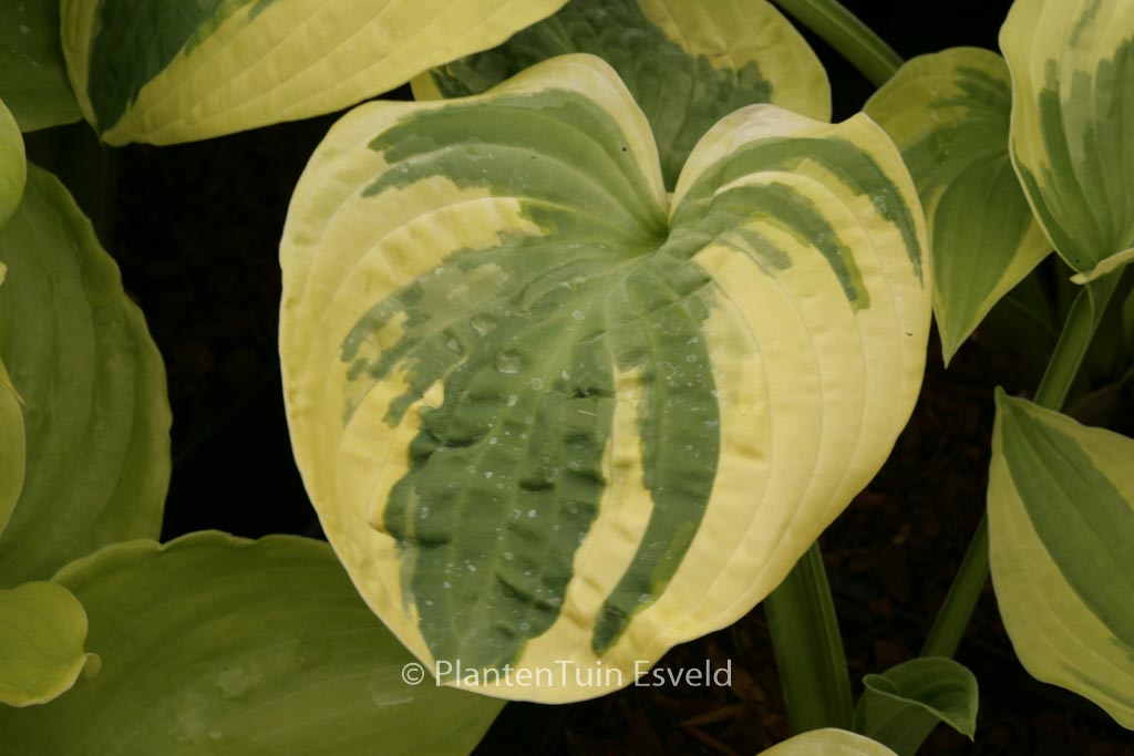 Hosta ‚Wide Brim‘