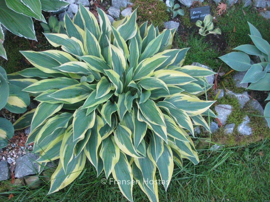 Hosta ‚Wolverine‘