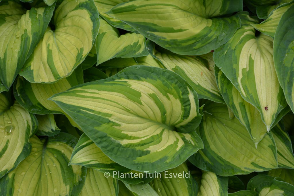 Hosta fortunei ‚Albopicta‘
