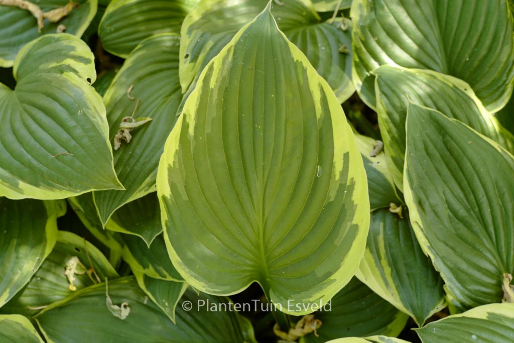 Hosta fortunei ‚Aureomarginata‘