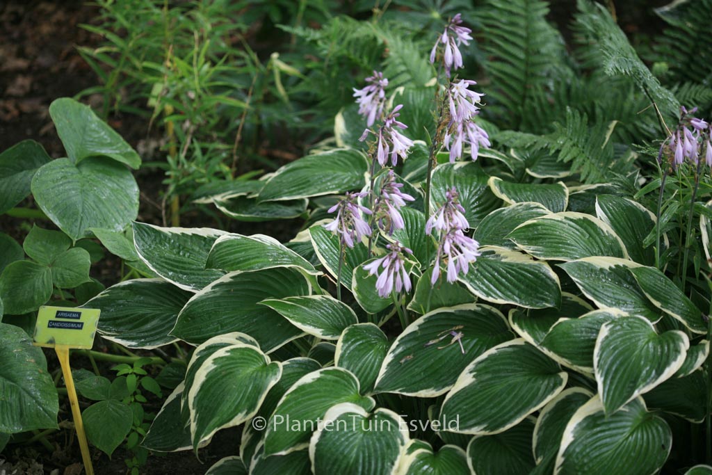 Hosta fortunei ‚Francee‘