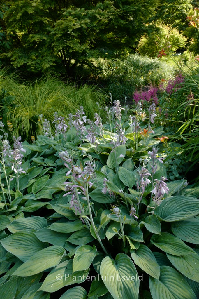 Hosta fortunei ‚Hyacinthina‘