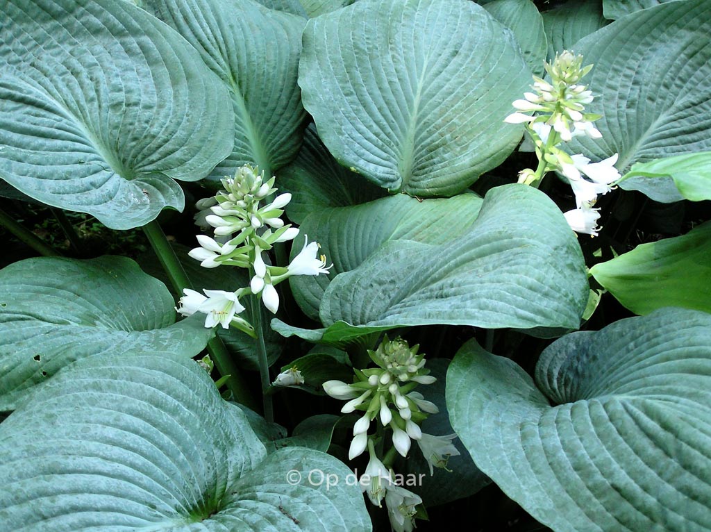 Hosta sieboldiana ‚Elegans‘
