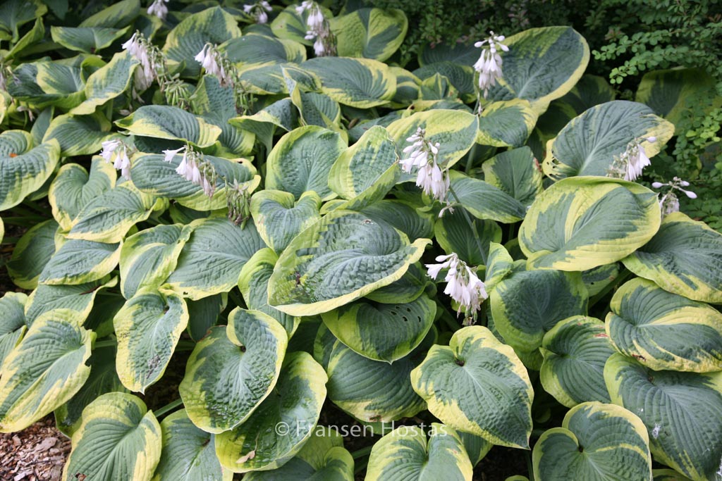 Hosta sieboldiana ‚Frances Williams‘