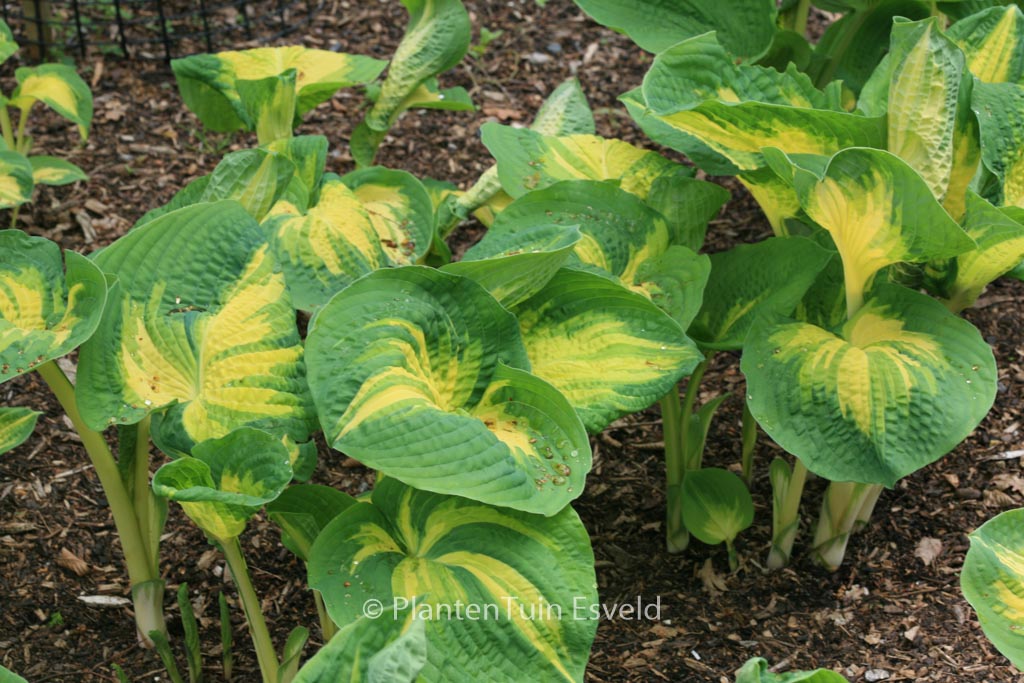 Hosta sieboldiana ‚Great Expectations‘