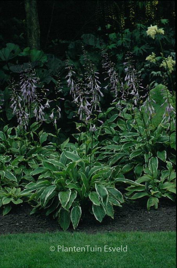Hosta undulata ‚Albomarginata‘