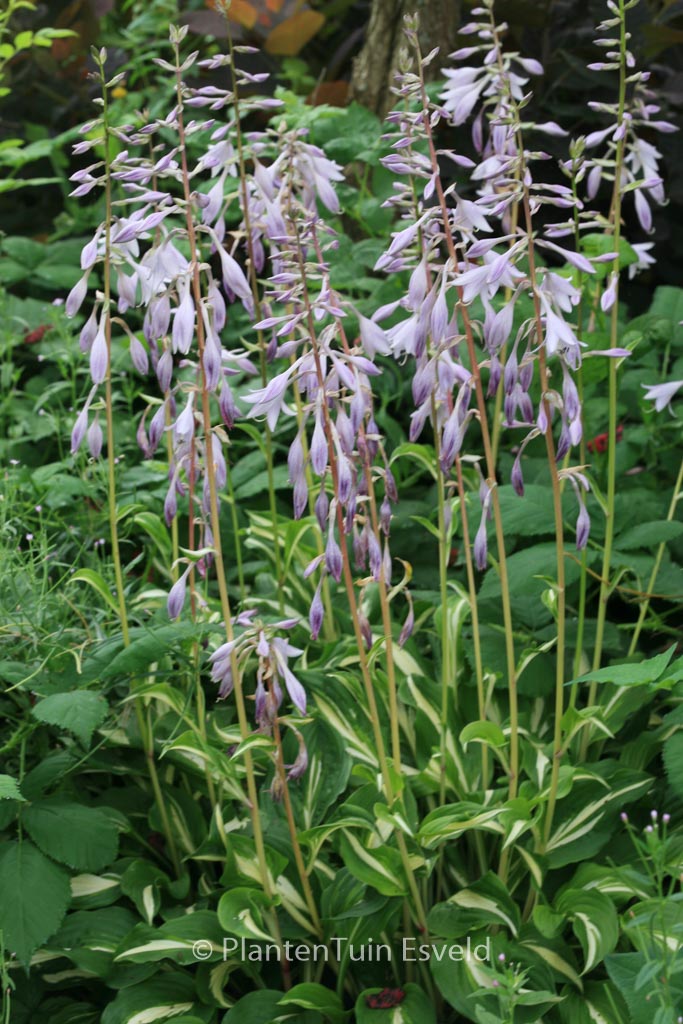 Hosta undulata ‚Mediovariegata‘