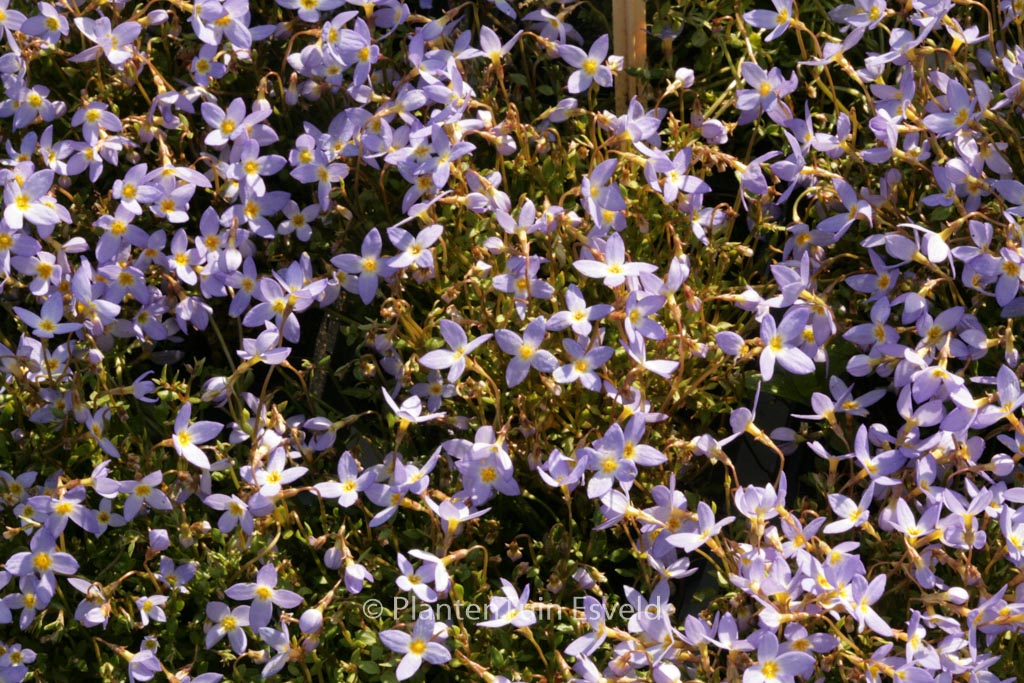 Houstonia caerulea ‚Millard’s Variety‘
