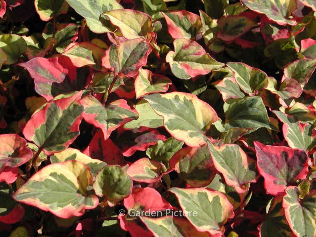 Houttuynia cordata ‚Chameleon‘