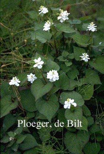 Houttuynia cordata ‚Plena‘