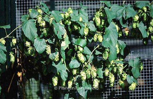Humulus lupulus ‚First Gold‘ (PRIMA DONNA)