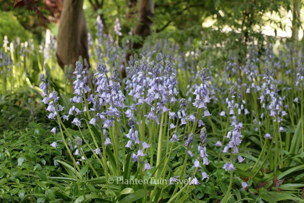 Hyacinthoides non-scripta