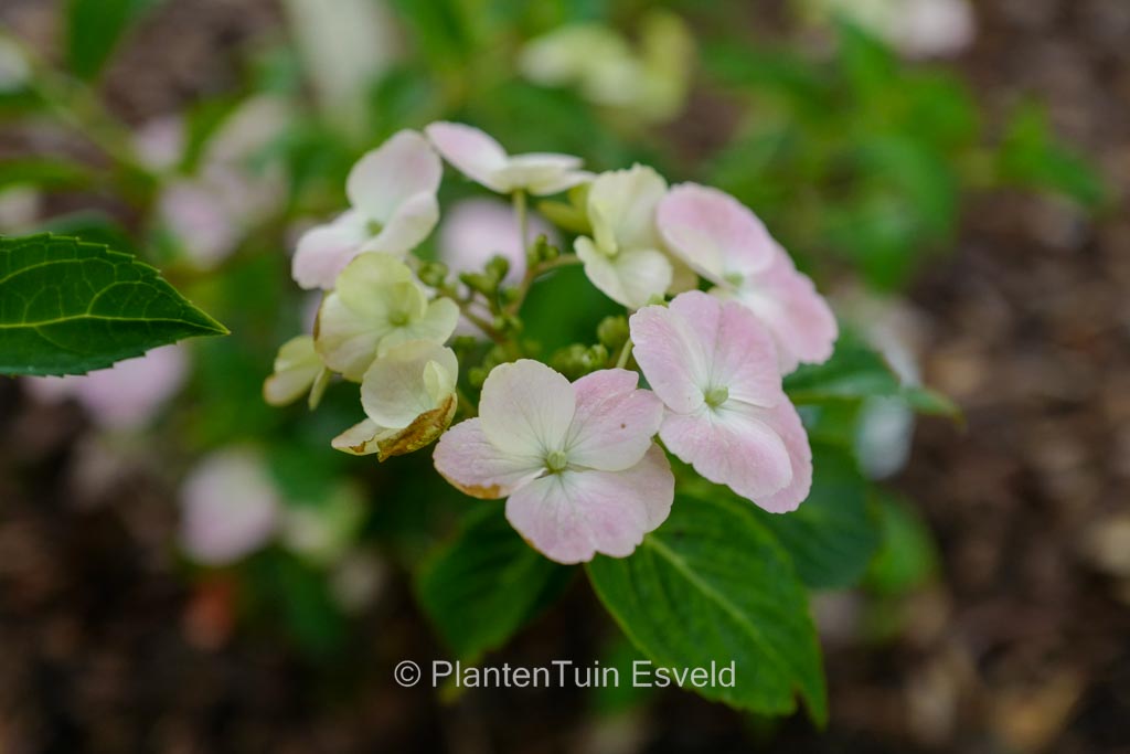 Hydrangea ‚French Bolero‘