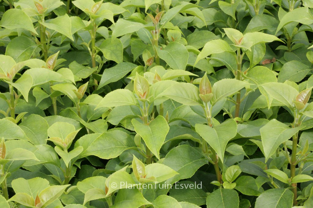 Hydrangea ‚Inovalaur‘ (SEMIOLA)