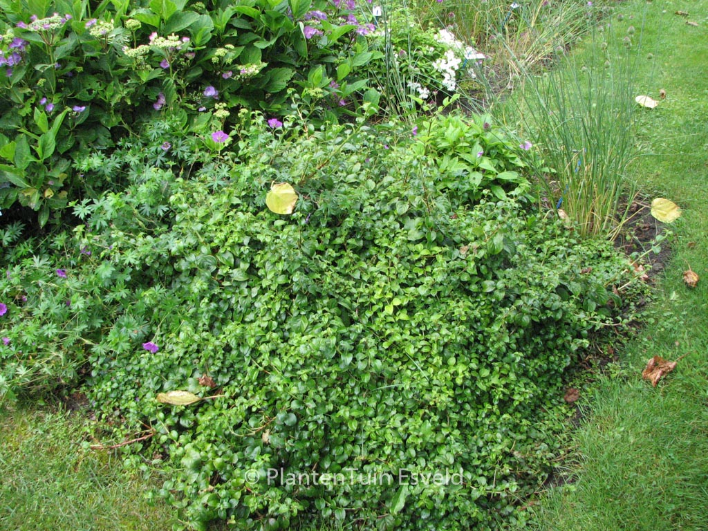 Hydrangea anomala ‚Brookside Littleleaf‘
