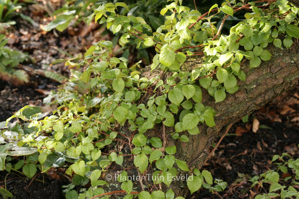 Hydrangea anomala ‚Cordifolia‘
