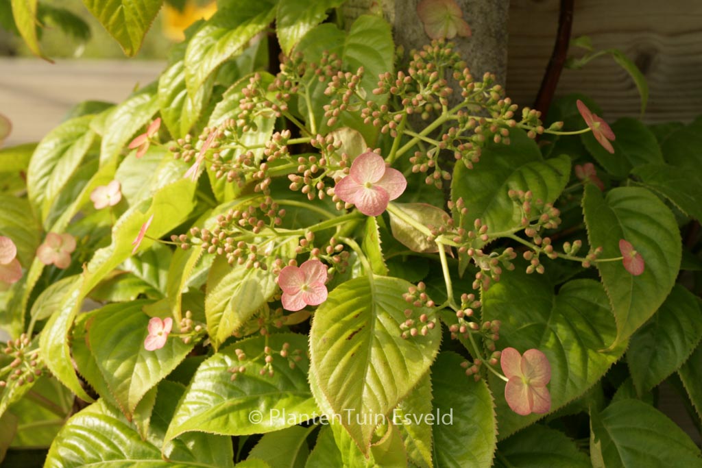 Hydrangea anomala ‚Crug Coral‘