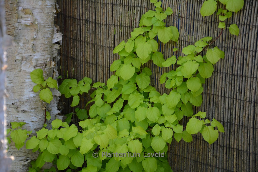 Hydrangea anomala ‚HBHP05‘ (BRIGHT SIDE)