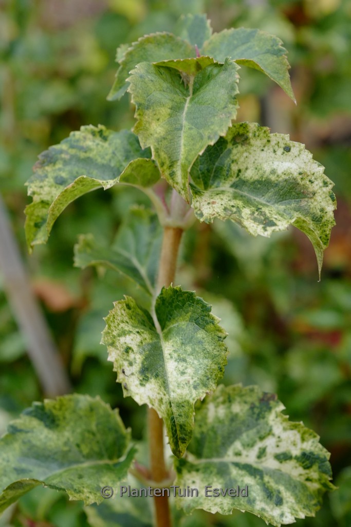 Hydrangea anomala ‚Kuga Variegated‘