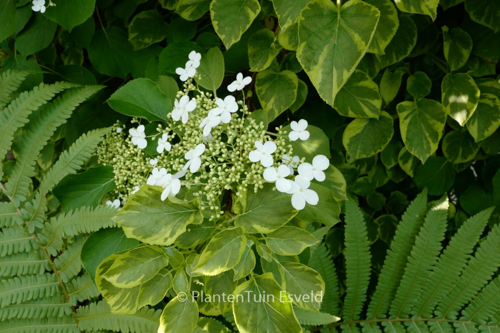 Hydrangea anomala ‚Mirranda‘