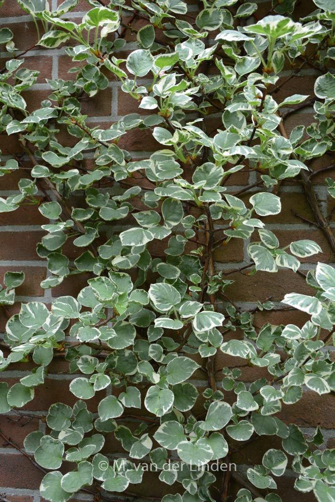 Hydrangea anomala ‚Silver Lining‘