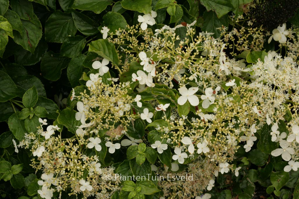 Hydrangea anomala ‚Tiliifolia‘