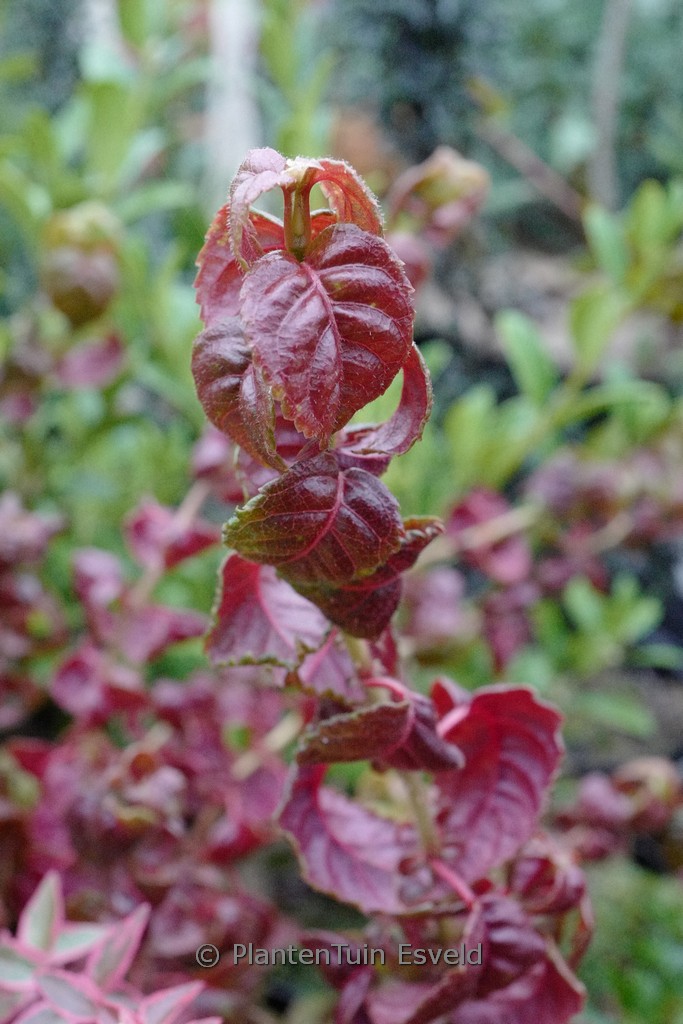 Hydrangea anomala ‚Winter Surprise‘