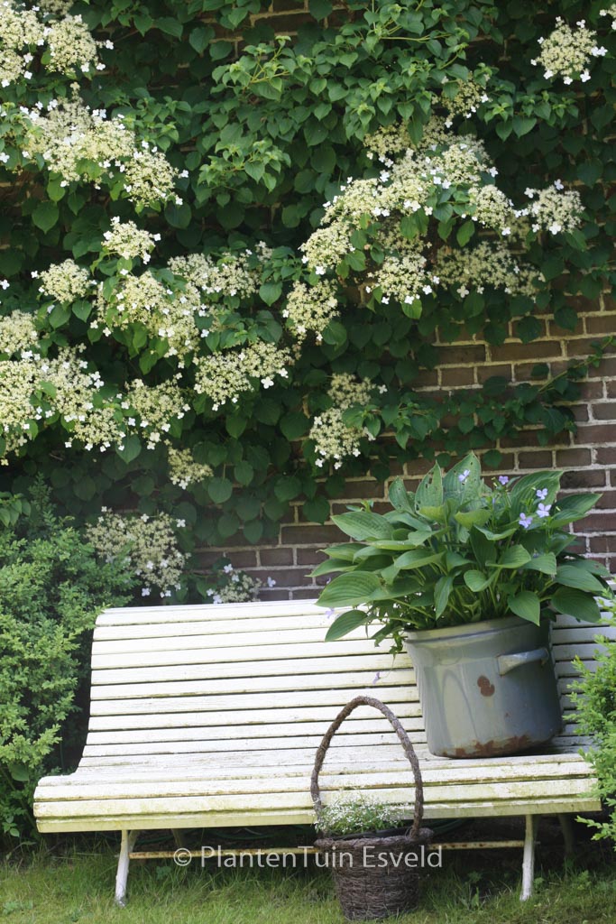 Hydrangea anomala petiolaris