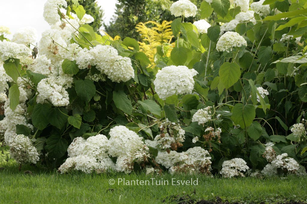 Hydrangea arborescens ‚Abetwo‘ (INCREDIBALL) (STRONG ANNABELLE)