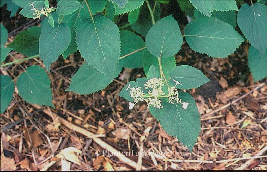 Hydrangea arborescens ‚Astrid Lindgren‘