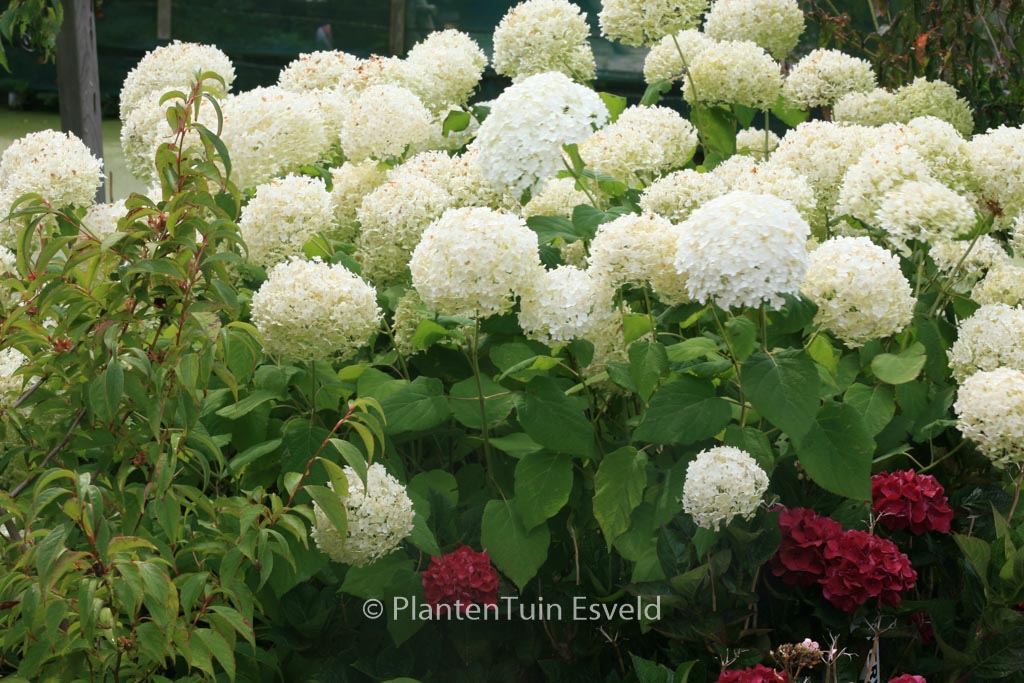 Hydrangea arborescens ‚Bounty‘