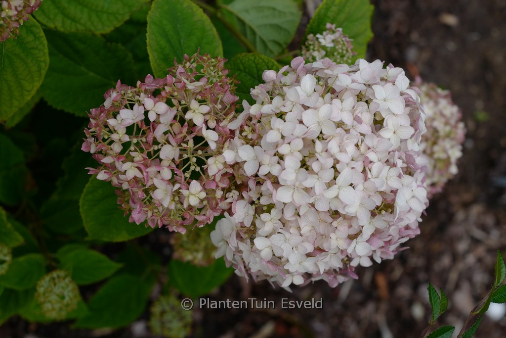 Hydrangea arborescens ‚Candybelle‘ (MARSHMALLOW)