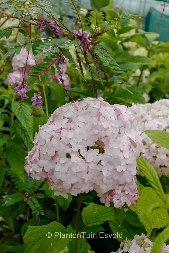 Hydrangea arborescens ‚Candybelle Pink Lollipop‘