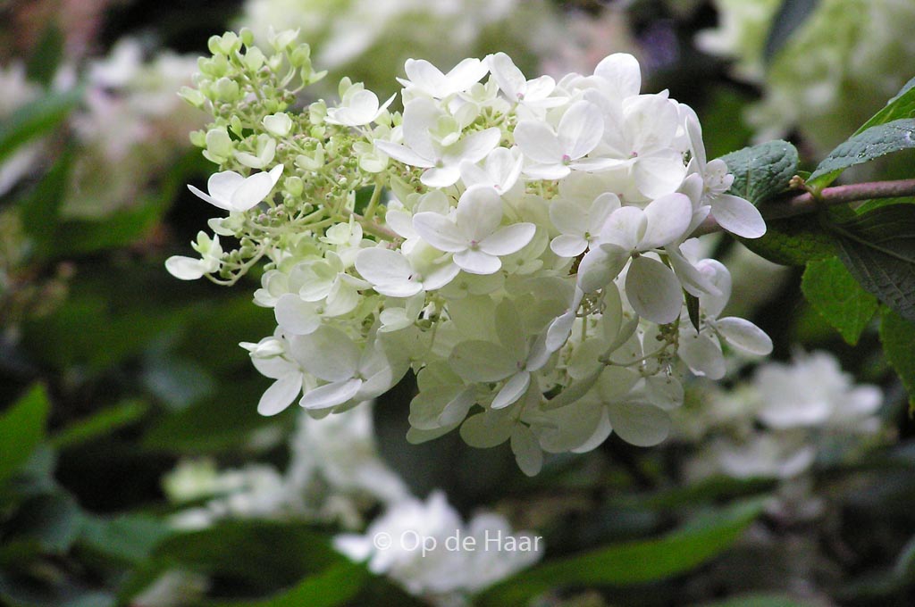 Hydrangea arborescens ‚Grandiflora‘