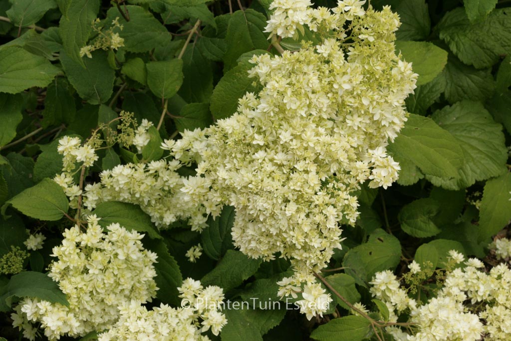 Hydrangea arborescens ‚Hayes Starburst‘ (HOVARIA)