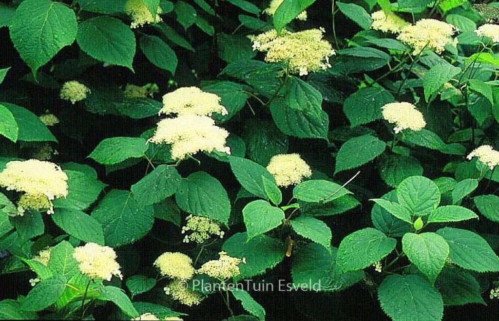 Hydrangea arborescens ‚Hill of Snow‘