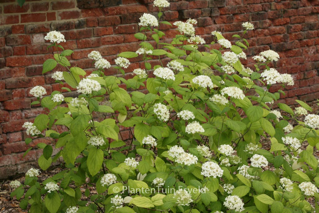Hydrangea arborescens ‚Hulsdonk‘
