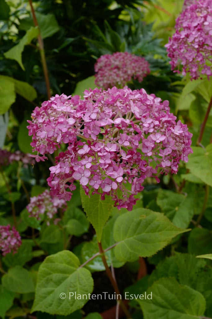 Hydrangea arborescens ‚NCHA4‘ (SWEET ANNABELLE)